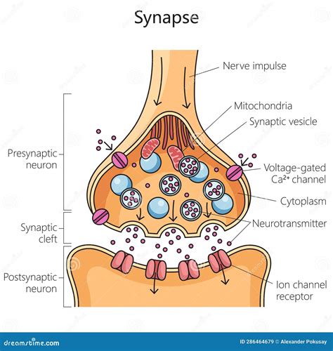 Synapse .